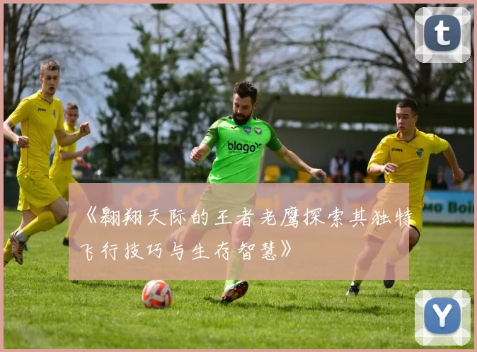 《翱翔天际的王者老鹰探索其独特飞行技巧与生存智慧》