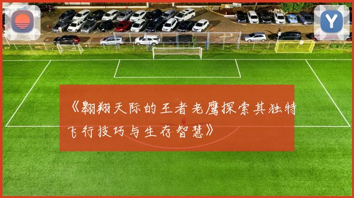 《翱翔天际的王者老鹰探索其独特飞行技巧与生存智慧》